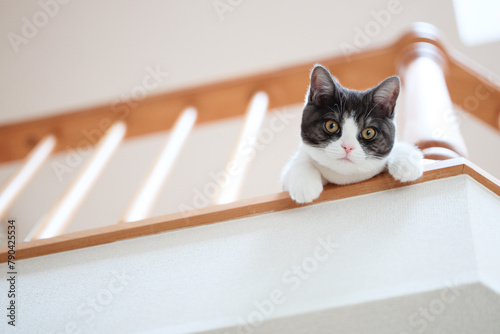 二階から覗く猫