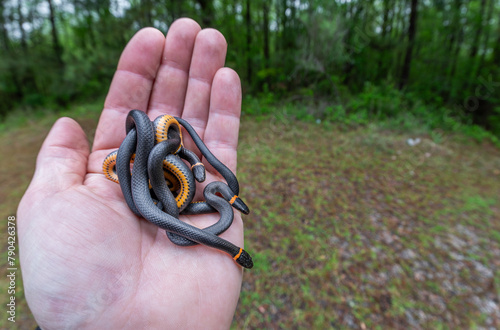 Three southern ring-necked snakes in hand from South Carolina photo