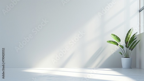 Minimalist room with sunlight and potted plant photo