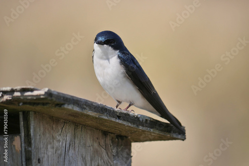 Tree swallow perched on a birdhouse during a spring season at the Pitt River Dike Scenic Point in Pitt Meadows, British Columbia, Canada photo