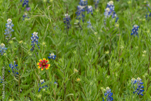 Spring wildflowers