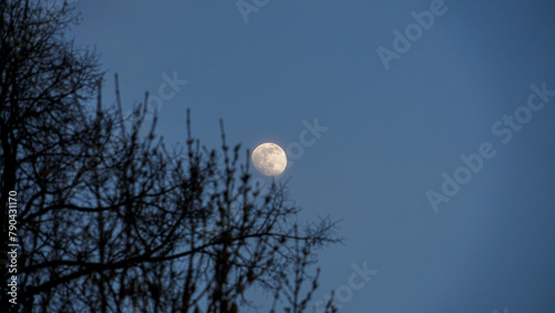 Twilight Moon Amidst Winter Branches