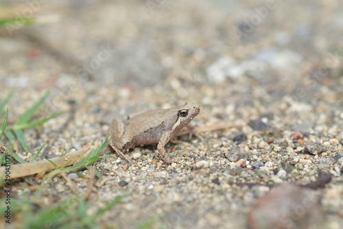 Ornate Narrow-Mouthed Frog  Microhyla okinavensis  in Ryukyu Island Japan
