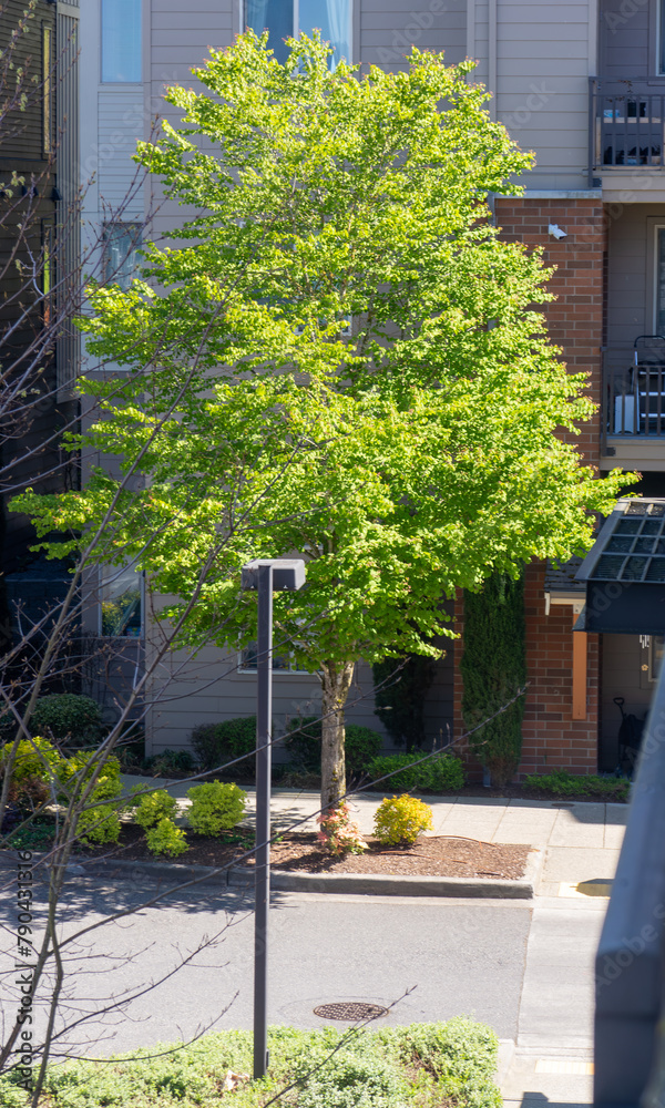 Naklejka premium trees in the park