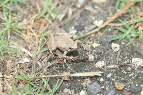 Ornate Narrow-Mouthed Frog (Microhyla okinavensis) in Ryukyu Island,Japan photo