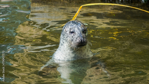 Curious Seal Peek from Aquatic Depths