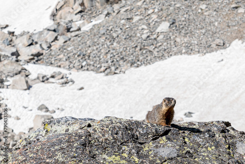 curious marmot pops out to say hello