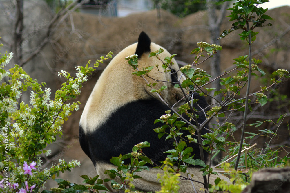 Fototapeta premium 木々の向こう側で竹を食べる動物園のパンダ