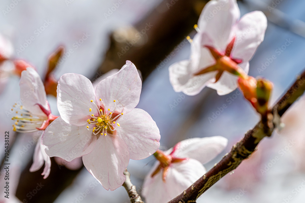 Close up of a beautiful branch of cherry blossom in spring Close up of a beautiful branch of cherry blossom in spring