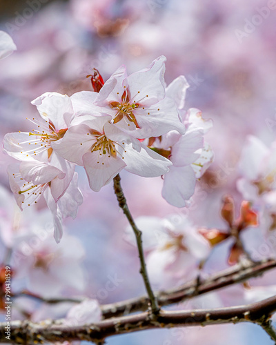 Close up of a beautiful branch of cherry blossom in spring 