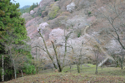 Mt. Yoshino in Nara in Japan, narrow footpath and blooming cherry blossoms, World Heritage site