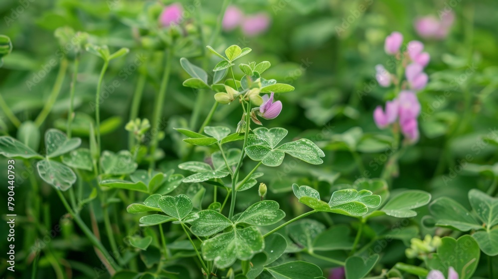 Close up of meadow filled with pink and green flowers Close up of meadow filled with pink and green flowers