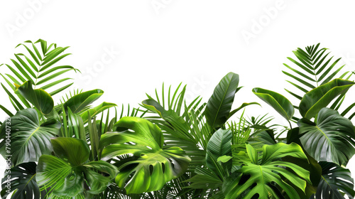 Leaf of a tropical plant
