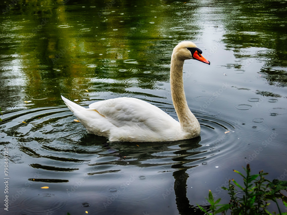 Obraz premium Calm swan