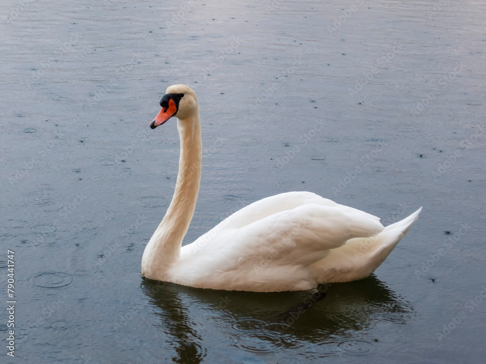 Fototapeta premium Swan in a river in the rain