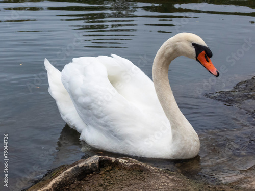 Mute swan near the shore