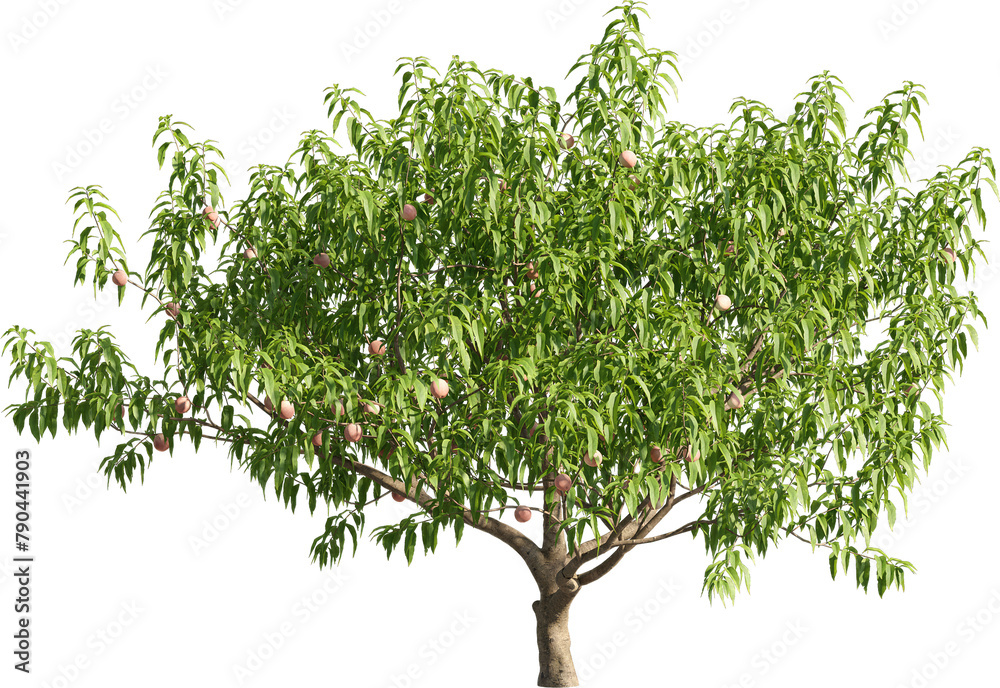 Realistic 3D rendering of a tree on transparent background, suitable for architecture visualization, presentation background, 2D or 3D illustration  digital composition