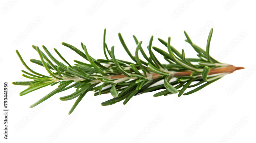 Pine tree branch