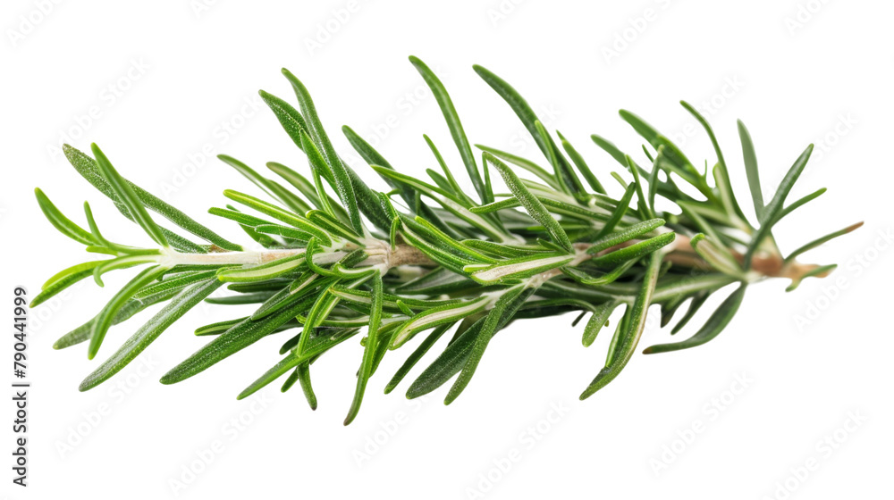 Pine tree branch