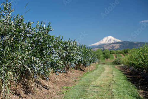 blueberries growing with a volcanic mountain in the distance