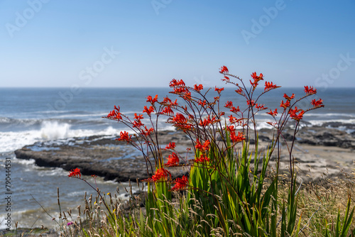 wildflowers along the rocky coastline