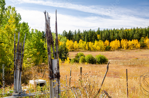 fall color along a ranch in Colorado