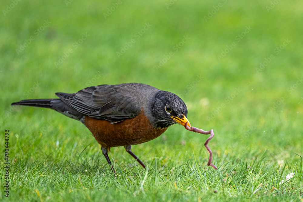 American Robin (Turdus migratorius) Hunting for Earthworms
