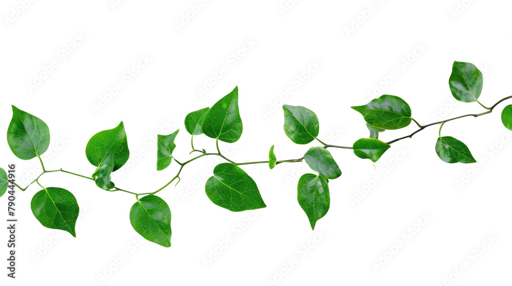Vine plant Vine plant