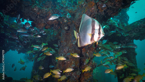 Artistic underwater photography of a batfish at a artificial reef. From a scuba dive at Phi Phi islands in Thailand. 