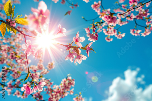 Sakura flowers in full bloom against a bright blue sky  spring beauty