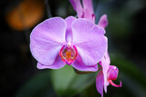 Purple moon orchid, moth orchid, or mariposa orchid, is a species of flowering plant in the orchid family Orchidaceae. Isolated picture, selective focus, bokeh background
