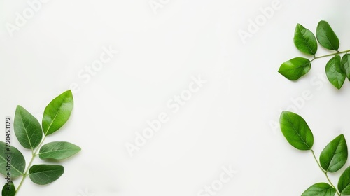 White background with green leaves