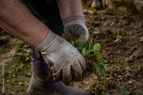 hands in gloves plant a strawberry sprout in the ground