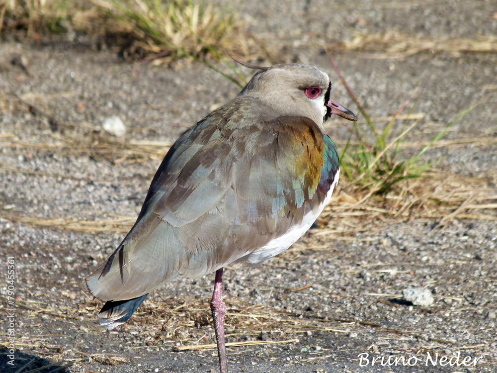Obraz premium red billed hornbill