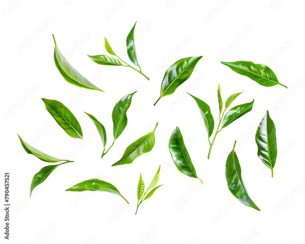 Green tea leaves isolated on transparent background