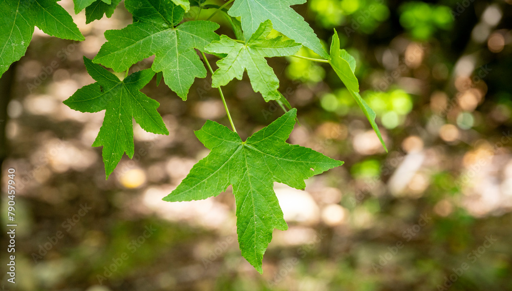 A beautiful green leaf shape with a blurred background suitable for wallpaper. Light young maple leaves against last year's leaves A beautiful green leaf shape with a blurred background suitable for wallpaper. Light young maple leaves against last year's leaves