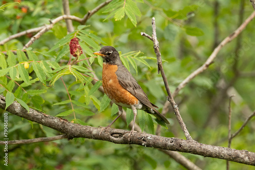 American Robin on a branch