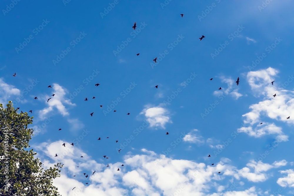 Flock of black birds in the sky among the clouds Flock of black birds in the sky among the clouds