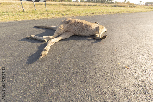Macropus giganteus or Eastern Grey Kangaroo lying dead in the middle of the road after being hit by a vehicle.