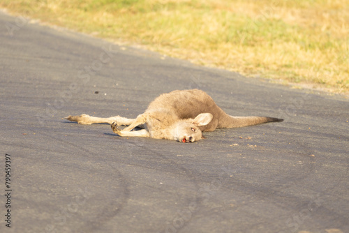 Macropus giganteus or Eastern Grey Kangaroo lying dead in the middle of the road after being hit by a vehicle. Grey Kangaroo, Macropus giganteus, Road Kill. 