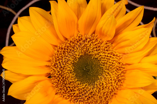 Sunflower Anther Eye 03