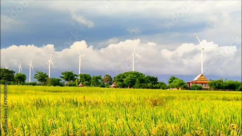 expanse of rice fields with yellowing rice with a windmill in the background. White clouds. blue sky photo