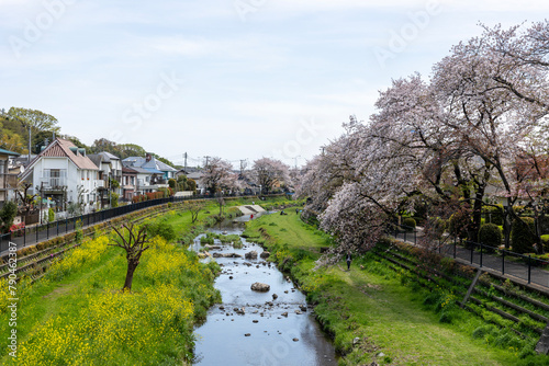 野川の桜（東京都調布市） photo