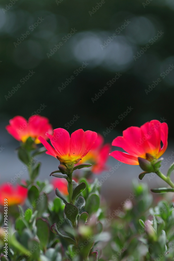 咲き誇るスベリヒユの花