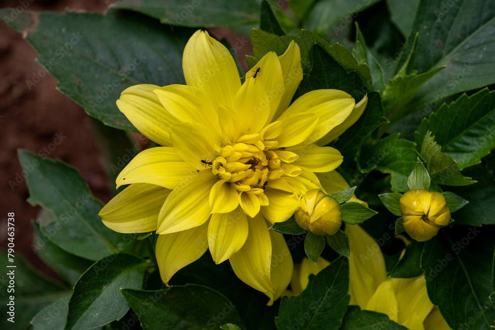 Yellow dahlia on a cloudy day after rain close up. Yellow Dahlia bathed in sunshine. Yellow dahlia on a cloudy day after rain close up. Yellow Dahlia bathed in sunshine.