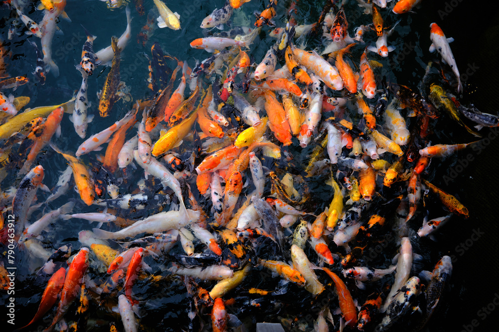 many colorful koi fishes swimming in a dark background pound many colorful koi fishes swimming in a dark background pound