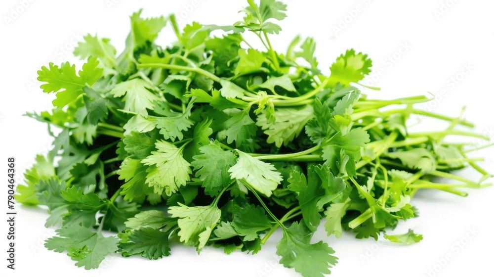 A close up image of fresh coriander leaves set against a white backdrop highlights the herb s aromatic quality A close up image of fresh coriander leaves set against a white backdrop highlights the herb s aromatic quality