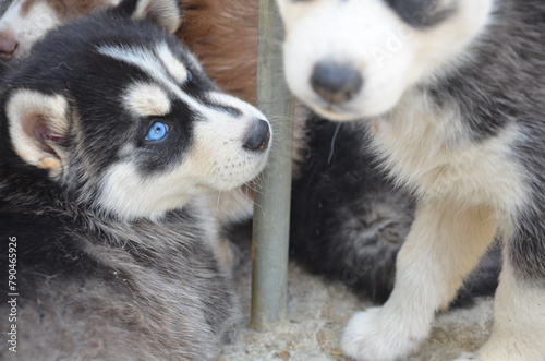 Fototapeta Naklejka Na Ścianę i Meble -  blue eyed Siberian Husky puppies
