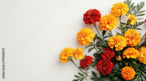 Bright yellow and red marigolds displayed against a white backdrop with space for text