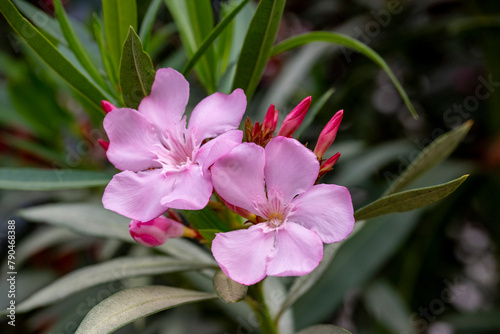 Beautiful pink flowers on street. Closeup view of bright pink cluster of flowers of nerium oleander shrub isolated outdoors in garden on natural background.